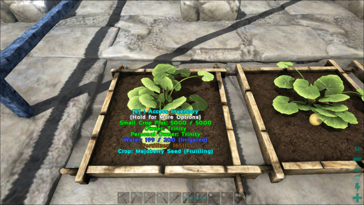 Mejoberries are a common drop when harvesting bushes in Ark. They can be grown in any crop plot. Here they are shown growing in a small crop plot.