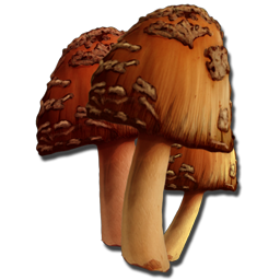 Rare Mushrooms are found in very few regions on the Ark. They are used in some of the Rockwell Recipes.